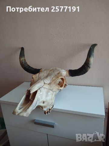 Трофей от бик, снимка 3 - Колекции - 46386968