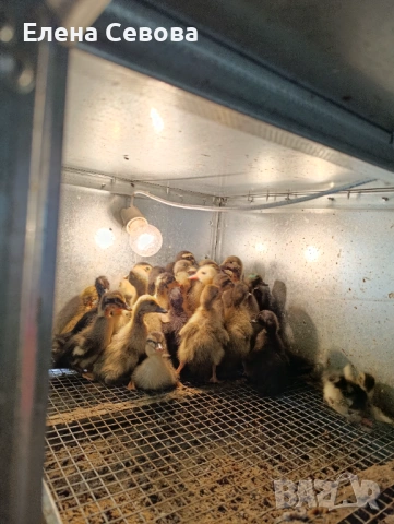 Продавам яйца за люпене от крякащи патици и малки патенца от тях , снимка 4 - Патици и гъски - 54223638