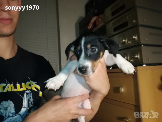 ЖЕНСКО КУТРЕ ДЖАК РЪСЕЛ 1310250645, снимка 14 - Джак ръсел териер - 52032852