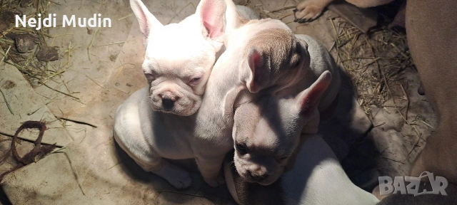 френски булдочета, снимка 9 - Френски булдог - 53112390