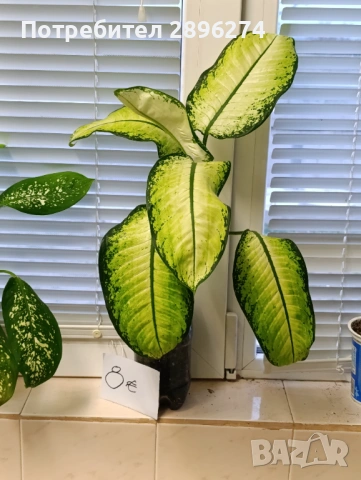  Дифенбахия , снимка 9 - Стайни растения - 46264327