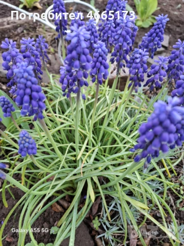 Растение/Цвете Мускари 