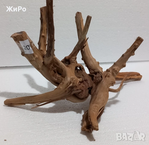 Корен от Азалия /декорация/ 20