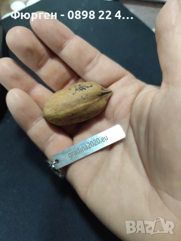  Орех Пекан - Фиданки , снимка 8 - Разсади - 47897202