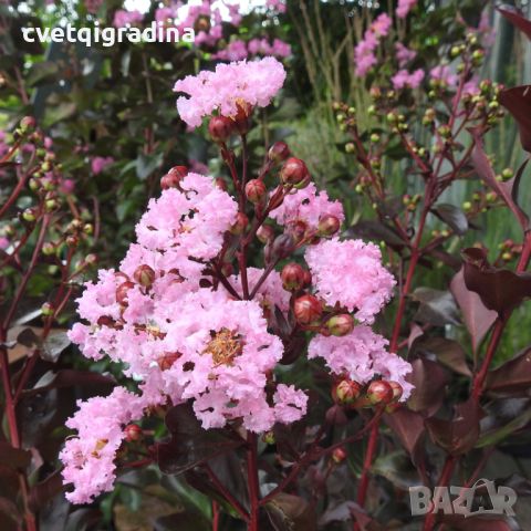 Lagerstroemia'Rhapsody in Pink-Индийски люляк рапсодия в розово, снимка 2 - Градински цветя и растения - 45322617