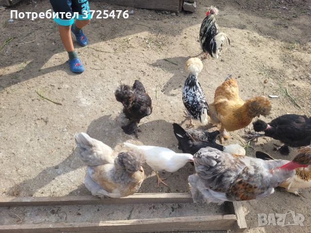 Кокошки , снимка 7 - Кокошки и пуйки - 46413707