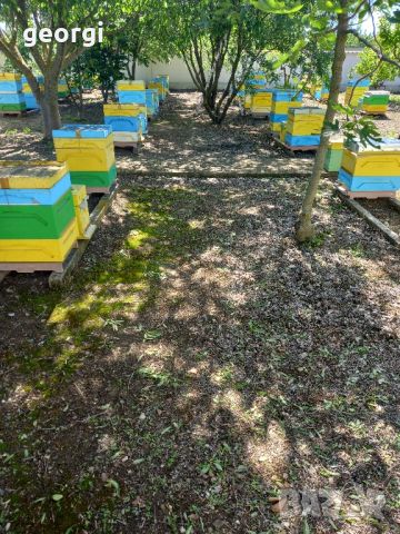 пчелни отводки ЛР, снимка 4 - За пчели - 45470256