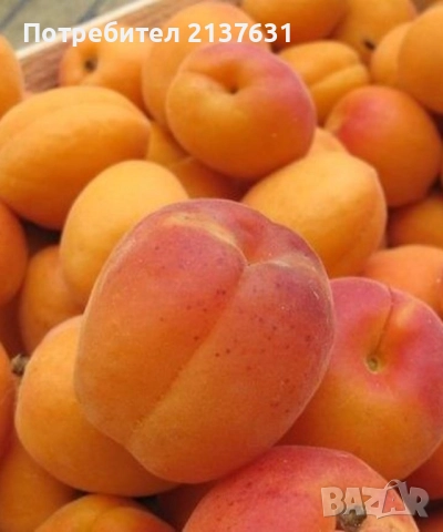 ДРЪВЧЕТАТА за засаждане : орех Пекан , боровинка ,КАЙСИЯ , ПРАСКОВА, КИВИ , МУШМУЛА и др, снимка 7 - Разсади - 40146781