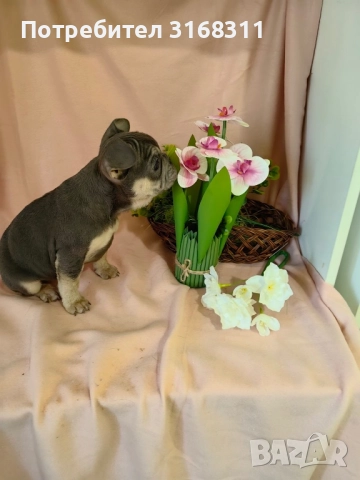 Две прекрасни момиченца