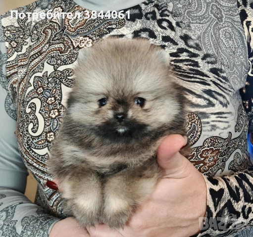 Мини померанчета 