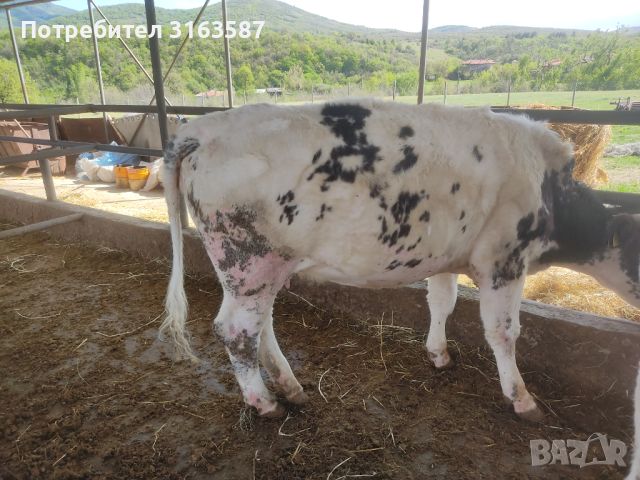 5 месодайни крави, снимка 4 - Крави - 45682410
