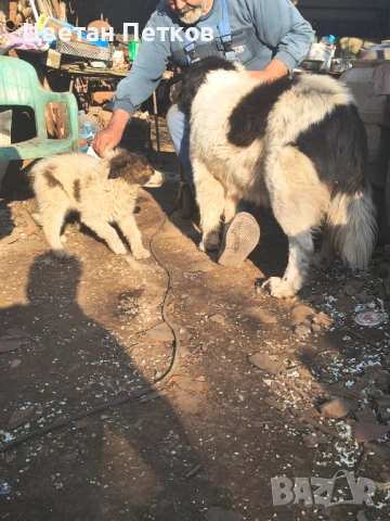 Каракачанки , снимка 4 - Каракачанска овчарка - 53824782