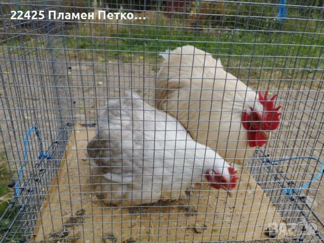  Чифт Бобтейл мини кохин 