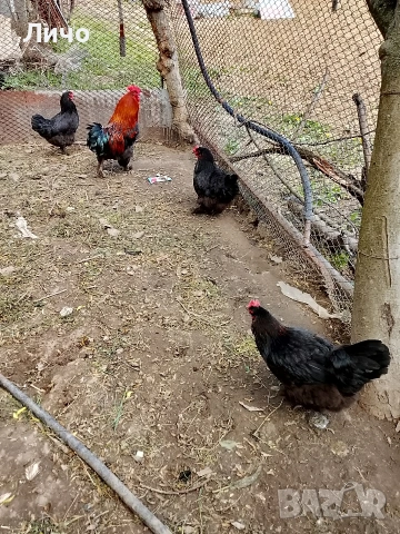 продавам яйца , снимка 3 - Кокошки и пуйки - 54288323