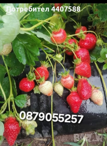 Целогодишен разсад ягоди и малини , снимка 3 - Разсади - 53653670