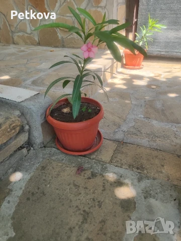 Зокуми(олеандър), снимка 3 - Стайни растения - 51047519