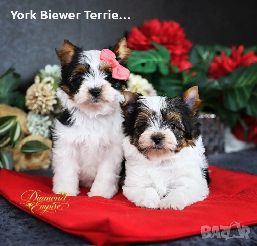 Йоркширски Териер! Момче и момиче за семейство с деца! Доставка 