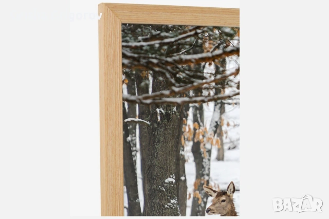 Фотокартина с кошути, снимка 2 - Картини - 53961108