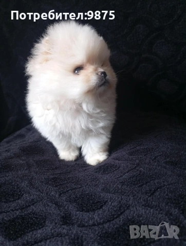 Продавам померан, снимка 5 - Померан - 54099944