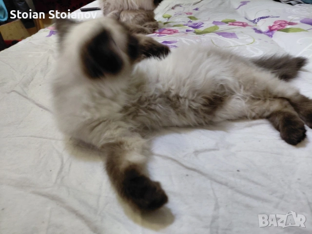 мъжко котенце Регдол на 4 месеца, снимка 5 - Други - 52867440