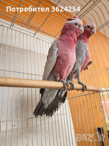 продавам чифт розови какадута, снимка 4 - Папагали - 53825153