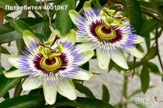 семена от растението Passion Flower, снимка 1 - Сортови семена и луковици - 45063343