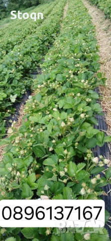 ягодов разсад , снимка 2 - Разсади - 52361676