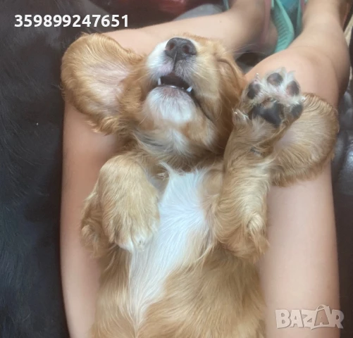 Кокерче , снимка 1