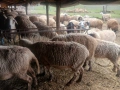 Продавам бременни овце , снимка 7