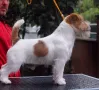 Джак ръсел твърдокосмест, снимка 5