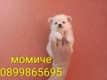 Мини Шпиц - Померан. Мъжки и женски кученца. Снимки от 08.03.26 г. , снимка 1