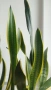 Сансевиера / Sansevieria trifasciata  , снимка 7