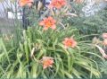продавам хемерокалис, снимка 1 - Градински цветя и растения - 45340772