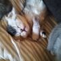 шотландски котки , снимка 1 - Британска късокосместа - 45350629
