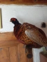 препариран фазан , снимка 1