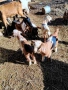 Продавам кози с ярета, снимка 3