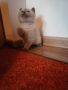 Британски късокосмести котета , снимка 3