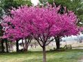 Див рожков  (Дърво на Юда), снимка 1 - Градински цветя и растения - 45127728