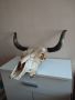 Трофей от бик, снимка 3