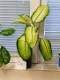  Дифенбахия , снимка 9