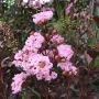 Lagerstroemia'Rhapsody in Pink-Индийски люляк рапсодия в розово, снимка 2