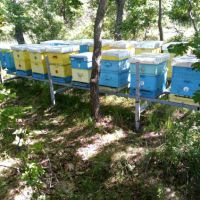 Продавам 30 кошера с пчели с 2 метални платформи., снимка 2 - Други животни - 45386934
