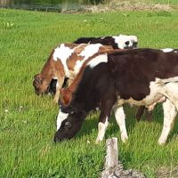 Продавам 3 мъжки и 2 женски телета, снимка 4 - Крави - 45380636