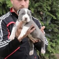 American Bully XL/Американско Були ХЛ , снимка 8 - Питбул - 45359291