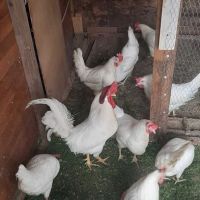 Пилета легхорн , снимка 3 - Кокошки и пуйки - 45768403