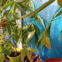 Малабарски кестен, снимка 3 - Стайни растения - 45251357