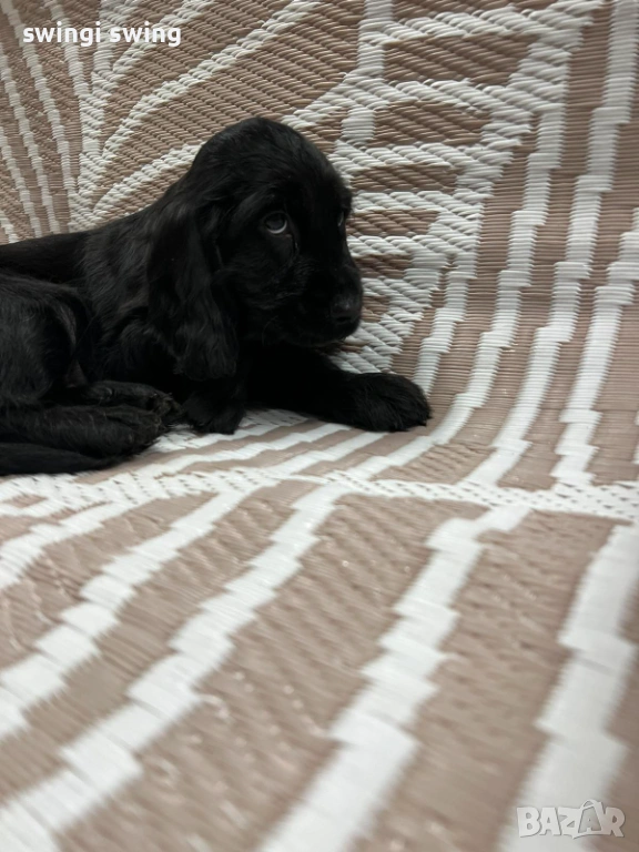 Малки кокер шпаньоли, снимка 1