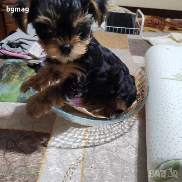 Йоркширски териер. Йорки., снимка 1