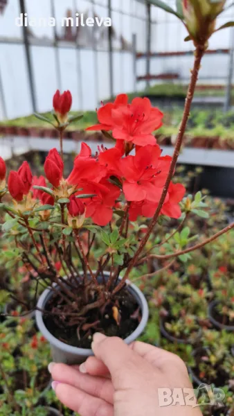 Азалия Фридолайн, Azalea japonica Fridoline, снимка 1