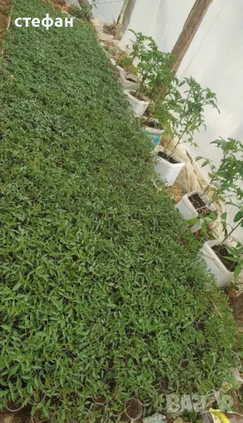 Разсад домати краставици пипер тиквички , снимка 1